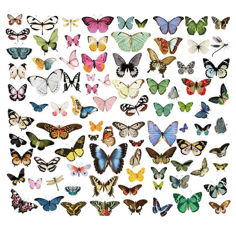 80pcs Translucent Butterfly Sticker Pack, Butterflies Specimens Stickers